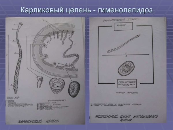 Финна карликового цепня строение