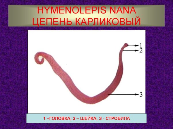 Карликовый цепень (Hymenolepis Nana)