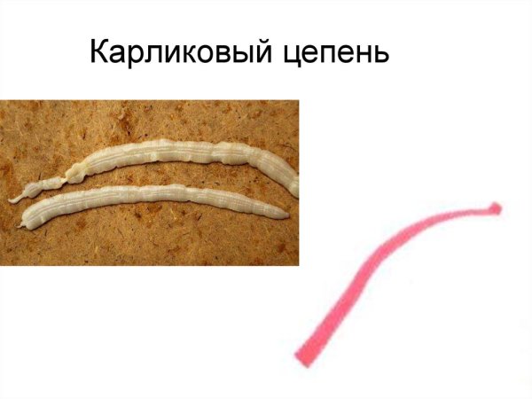 Гименолепидоз карликовый цепень