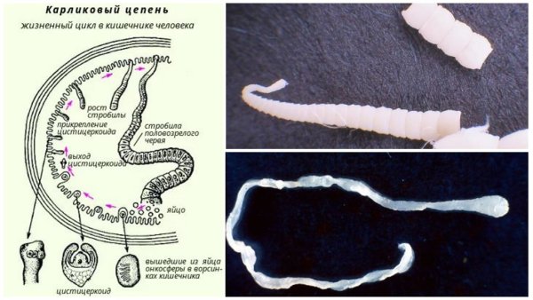 Стробила карликового цепня