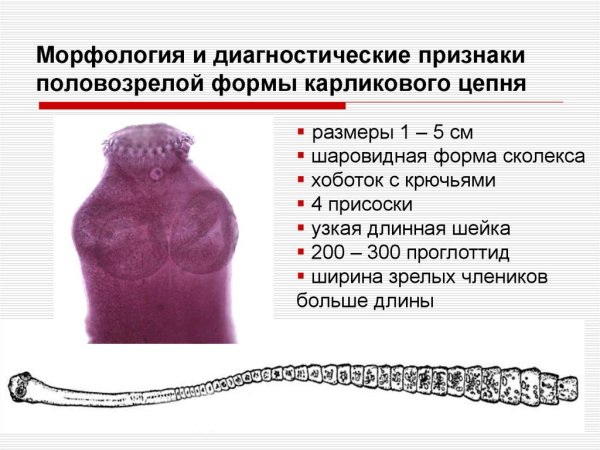 Морфология карликового цепня