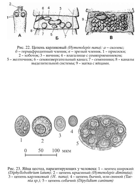 Строение зрелого членика карликового цепня