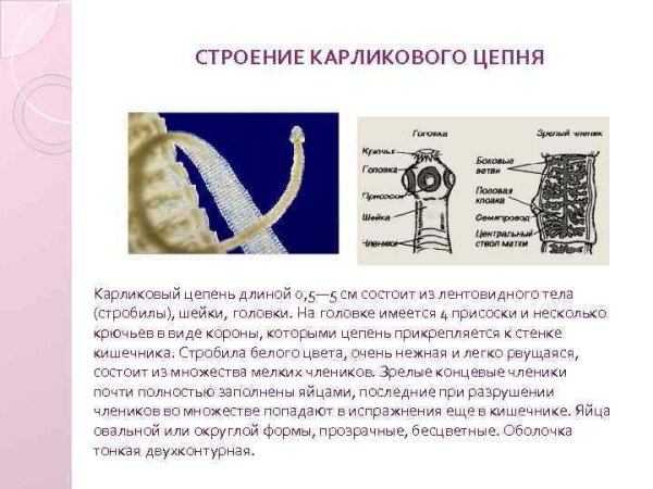 Морфология карликового цепня