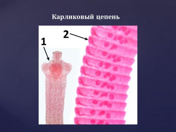 Карликовый цепень препарат