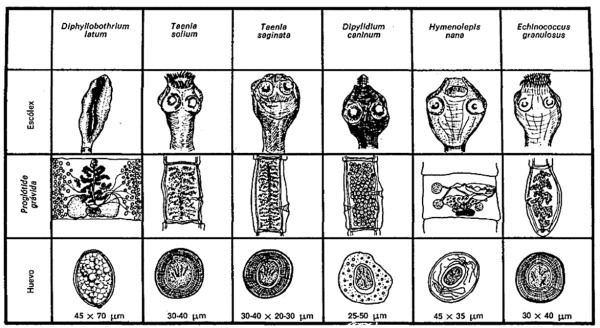 Строение яйца свиного цепня