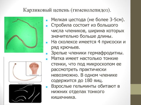 Ленточные черви карликовый цепень