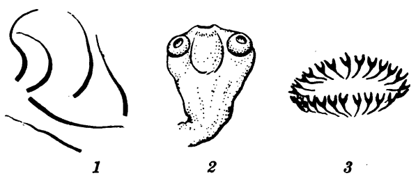 Сколекс карликового цепня