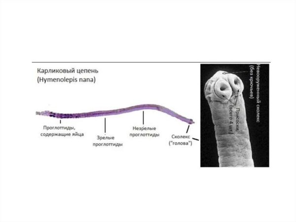 Морфология карликового цепня