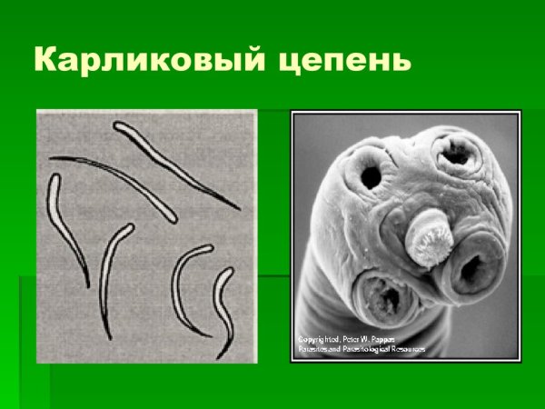 Карликовый цепень празиквантел