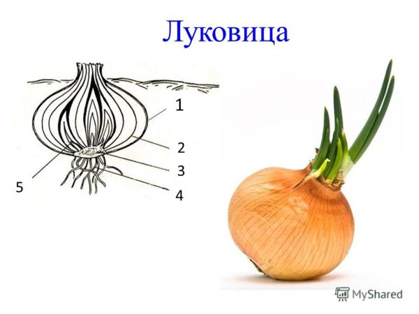 Видоизменённый побег луковица