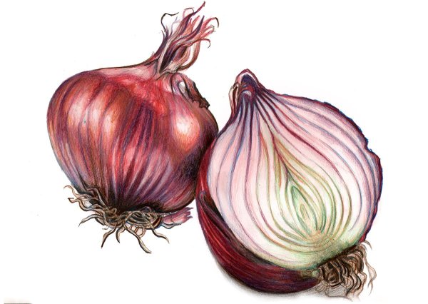 Лук репчатый в разрезе