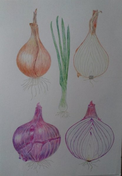 Лук рисунок