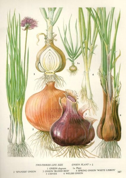 Лук репчатый Allium Cepa l.