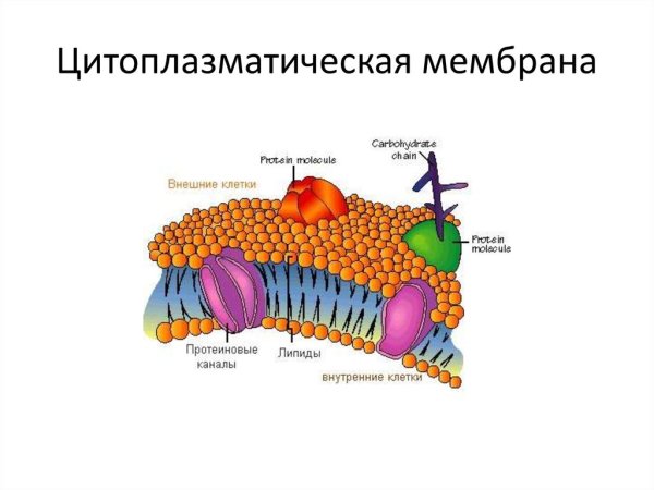 Структура клетки цитоплазматическая мембрана