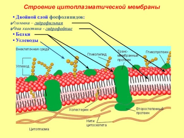 Строение цитоплазматической мембраны