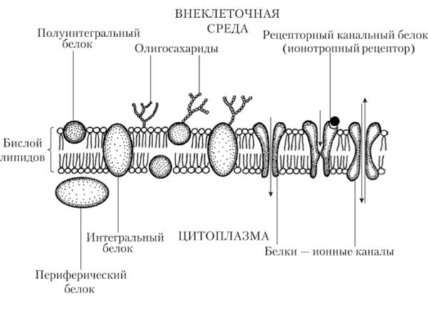 Схема строения плазматической мембраны клетки