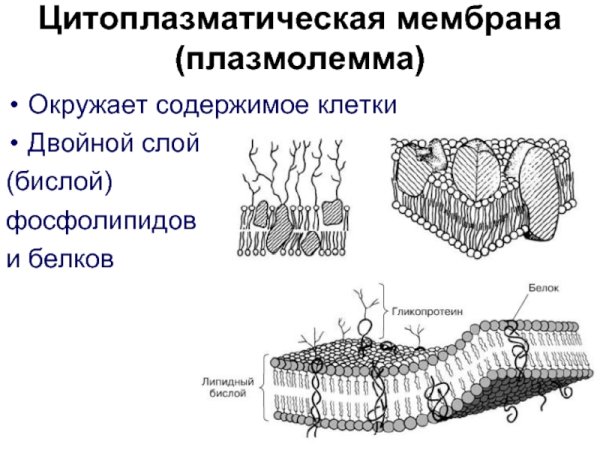 Строение цитоплазматической мембраны клетки