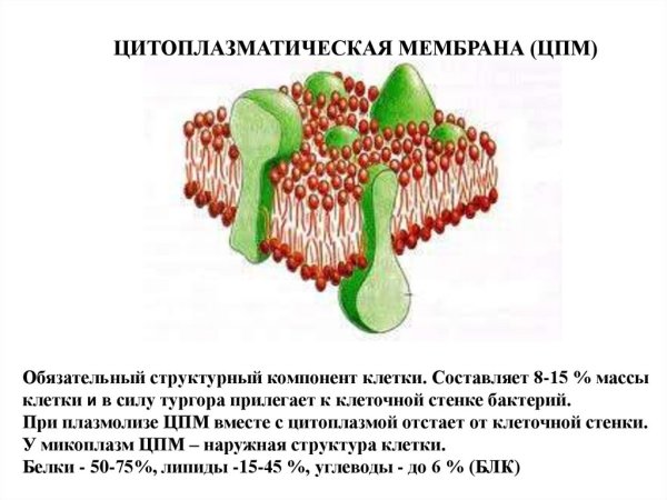 Строение цитоплазматической мембраны растительной клетки