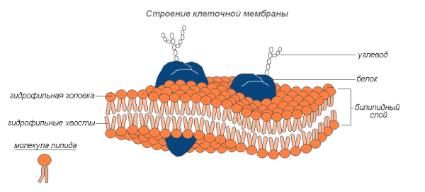 Плазматическая мембрана растений