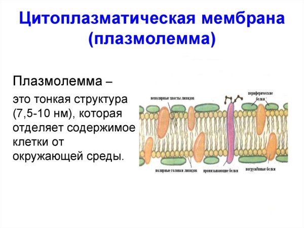Структура клетки плазматическая мембрана