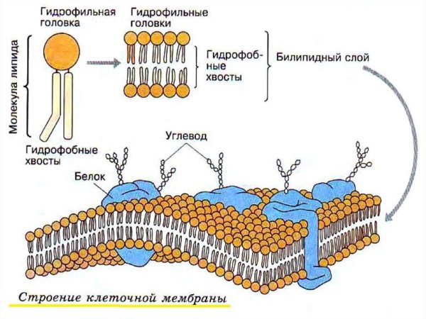 Структура клетки плазматическая мембрана