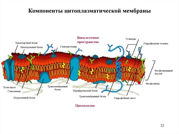 Мембрана клетки билипидный слой