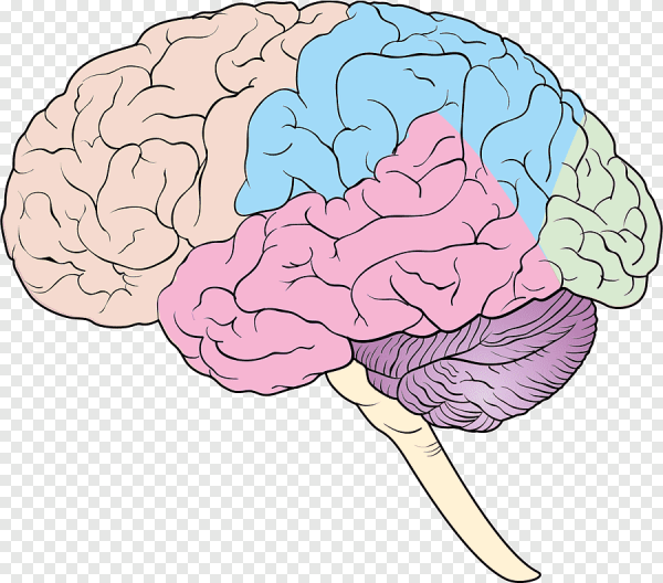 Мозг рисунок
