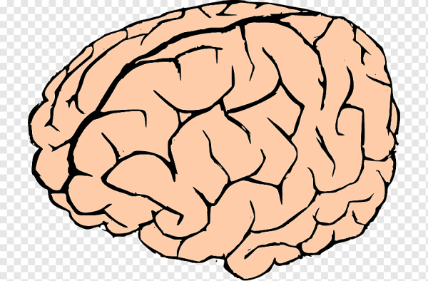 Контур человеческого мозга