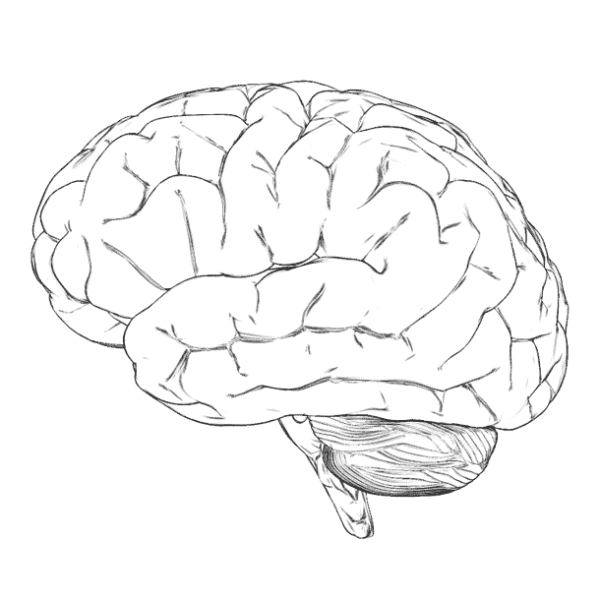 Изображение головного мозга