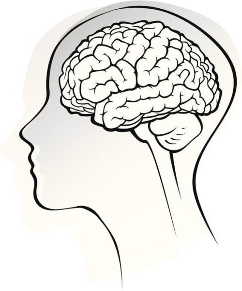 Мозг вид сверху