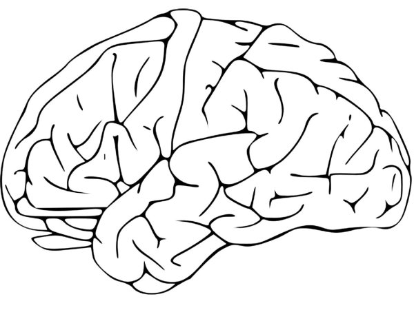 Человеческий мозг Леонардо Давинчи