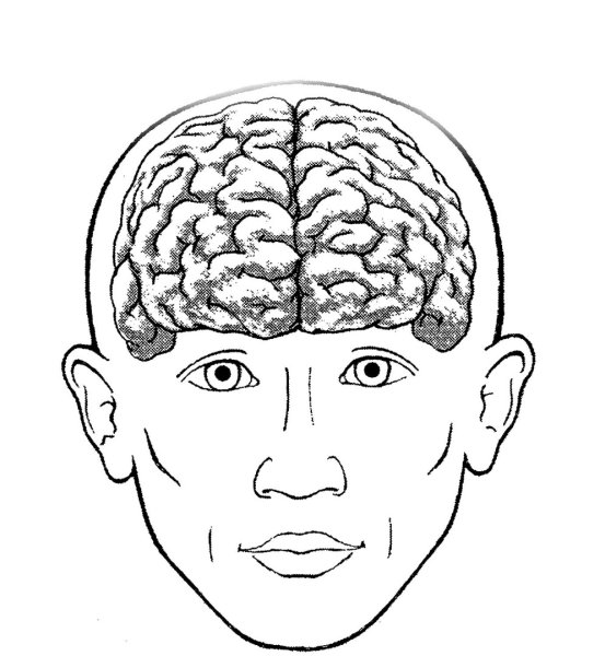 Мозг человека на белом фоне