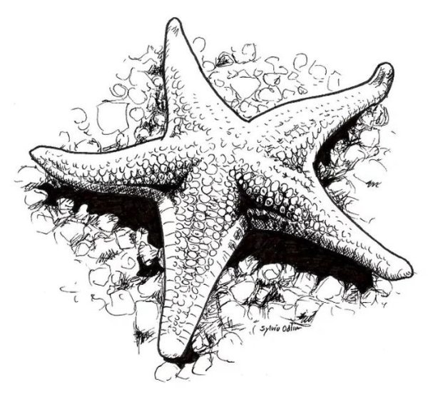 Подводный мир раскраска для детей