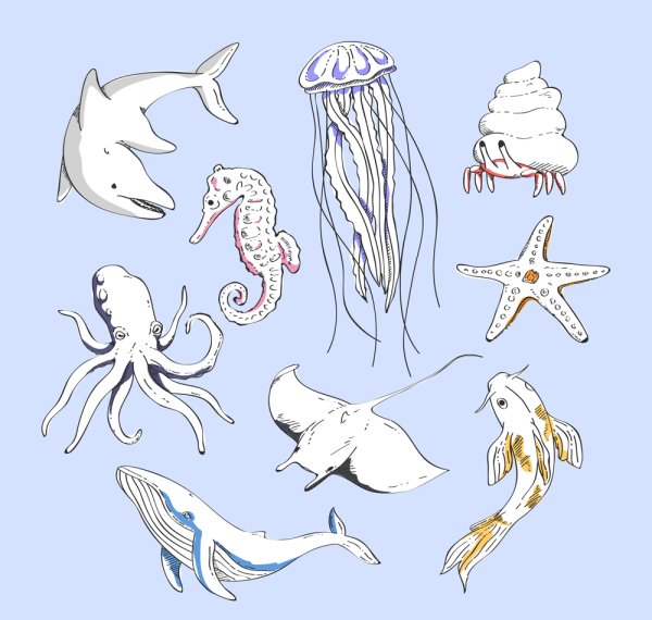 Морская звезда раскраска для детей