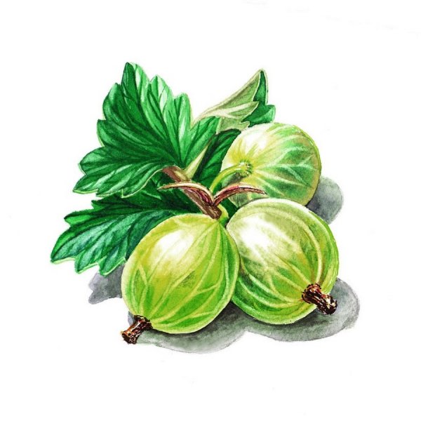 Крыжовник для детей