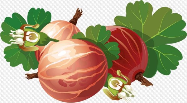 Крыжовник для детей