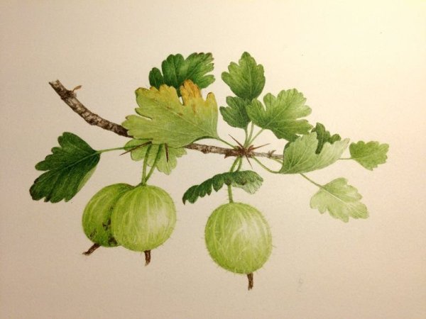 Крыжовник Ботаническая