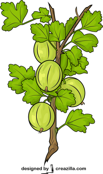 Куст крыжовника вектор