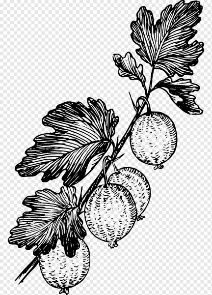 Ягоды гравюра