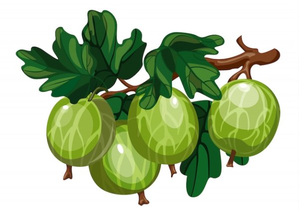 Крыжовник мультяшный