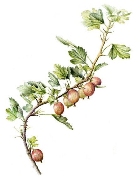 Крыжовник Ботаническая