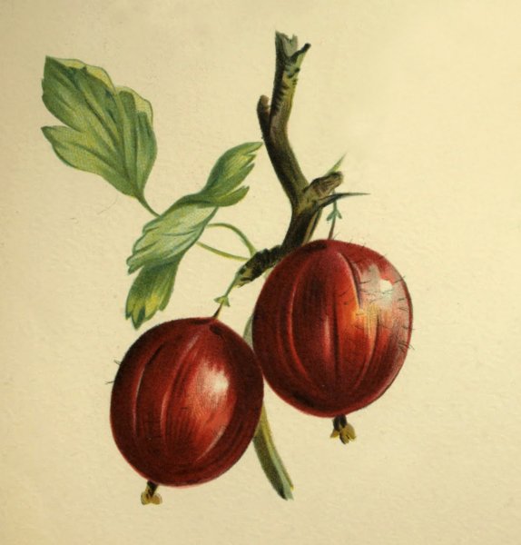 Крыжовник для детей