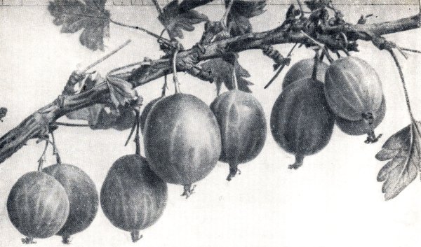 Крыжовник Ильина