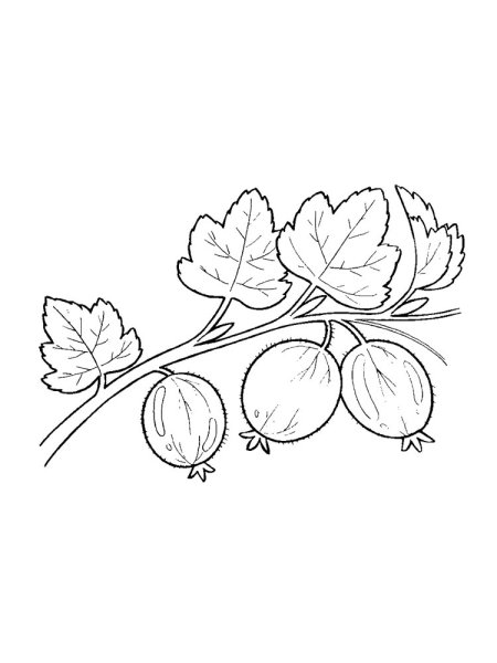 Крыжовник раскраска для детей