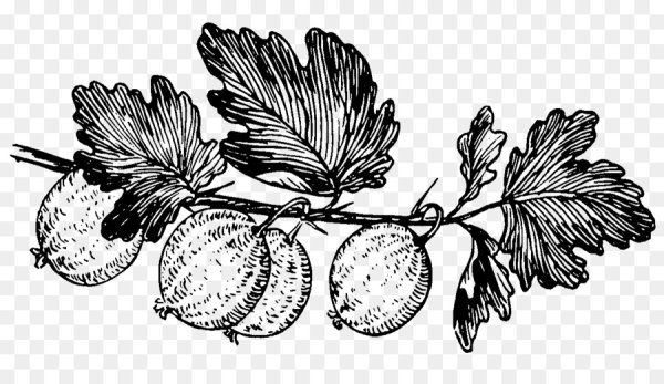 Крыжовник раскраска