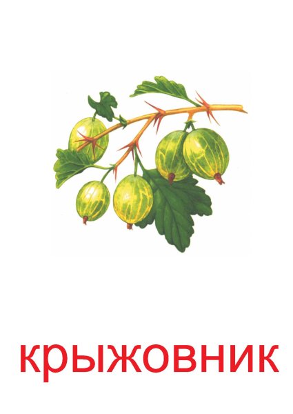 Карточки ягоды для детей
