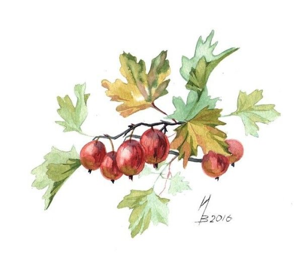 Ветка крыжовника акварель