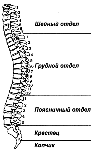 Позвоночный столб анатомия