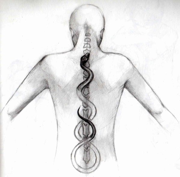 Скелет сзади позвоночник