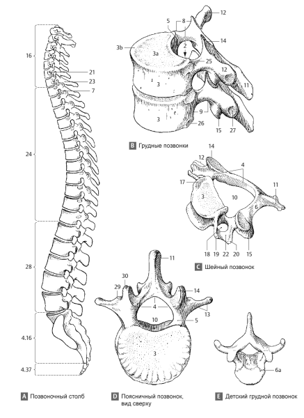 Позвоночник логотип